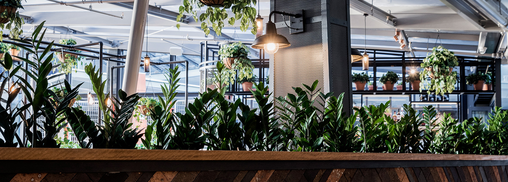 plants along wall and hung from ceiling